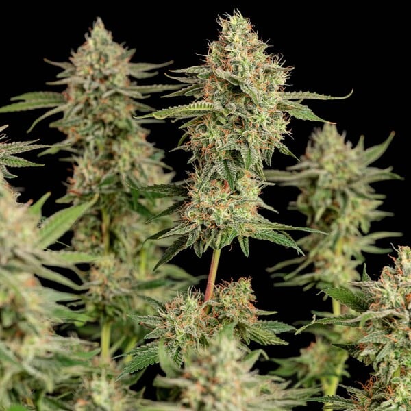 Graines Apple fritter féminisée