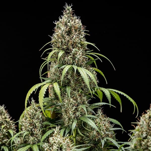 Graines Gelato Cookie Autofloraison