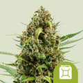Graines Diesel Auto