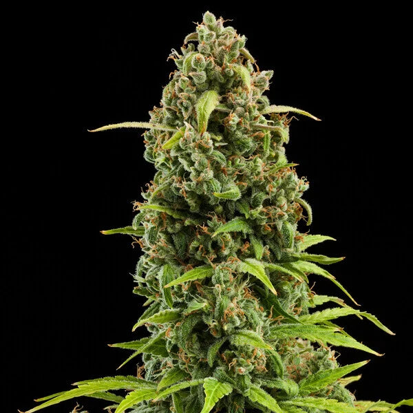 Graines Diesel Auto