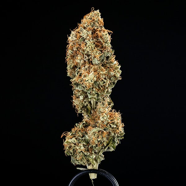 Graines Epsilion F1 Auto