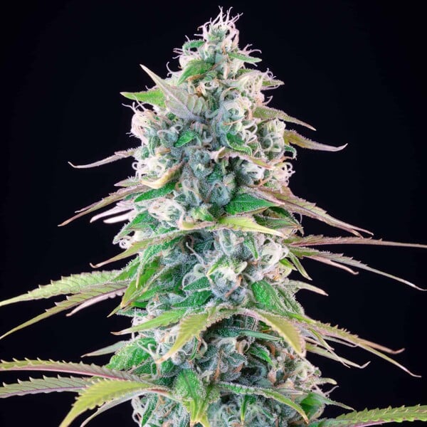 Graines Gelato 44 Mike Tyson