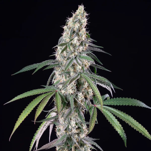 Graines Gushers féminisée