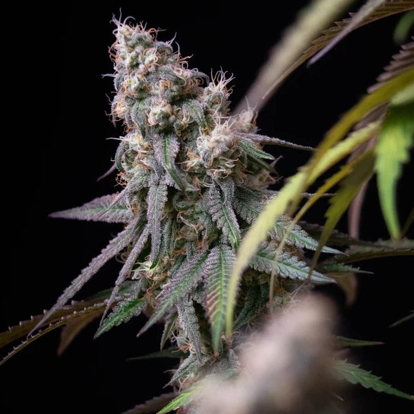 Graines Gushers féminisée