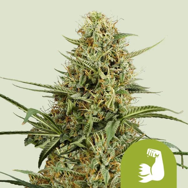 Graines Hulkberry Auto