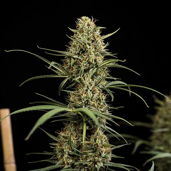 Graines Hulkberry Auto