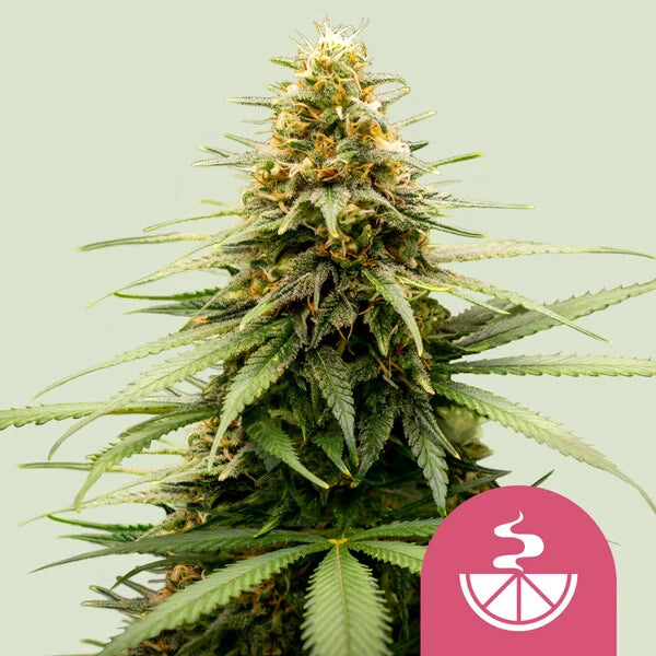 Graines Lemon Skunk