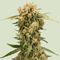 Graines Medusa F1 Auto