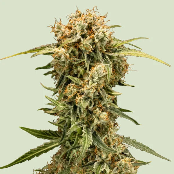 Graines Medusa F1 Auto