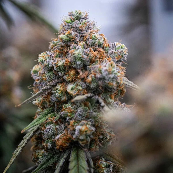 Graines Medusa F1 Auto