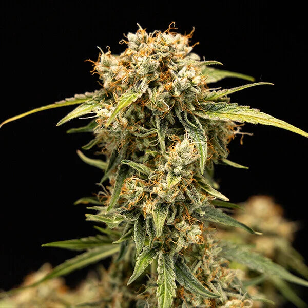 Graines Medusa F1 Auto