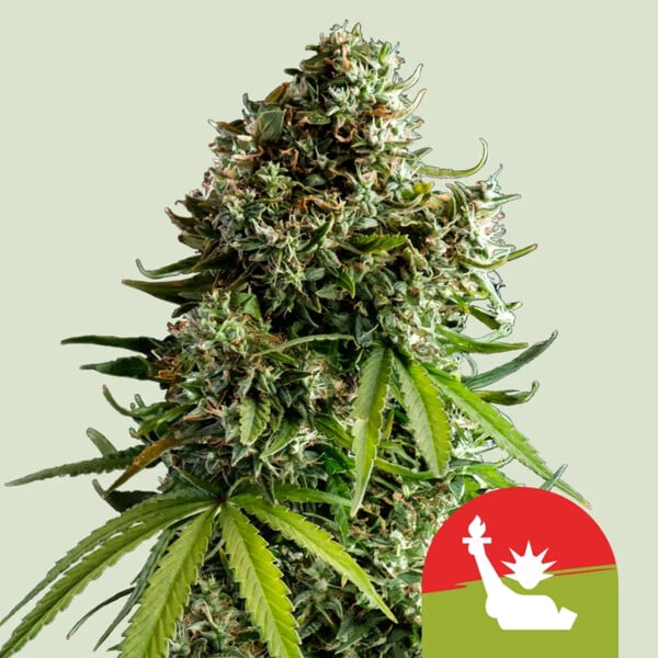 Graines NYC Sour D Auto Mike Tyson