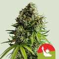 Graines NYC Sour D Auto Mike Tyson