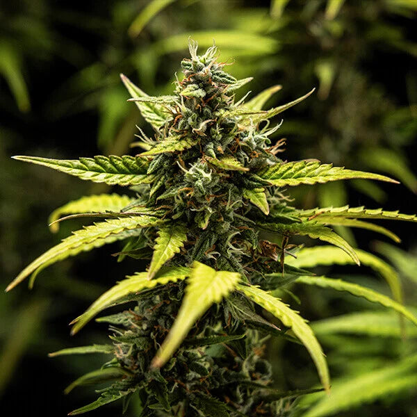 Graines NYC Sour D Auto Mike Tyson
