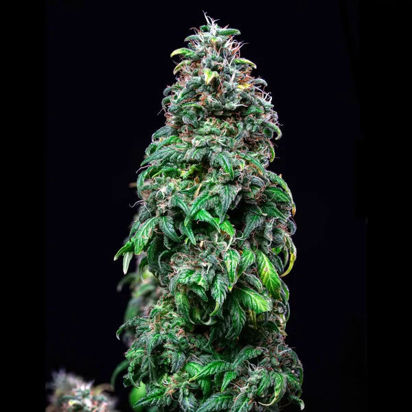 Graines Royal Moby Féminisée