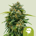 Graines Sweet Skunk Auto