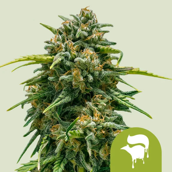 Graines Sweet Skunk Auto