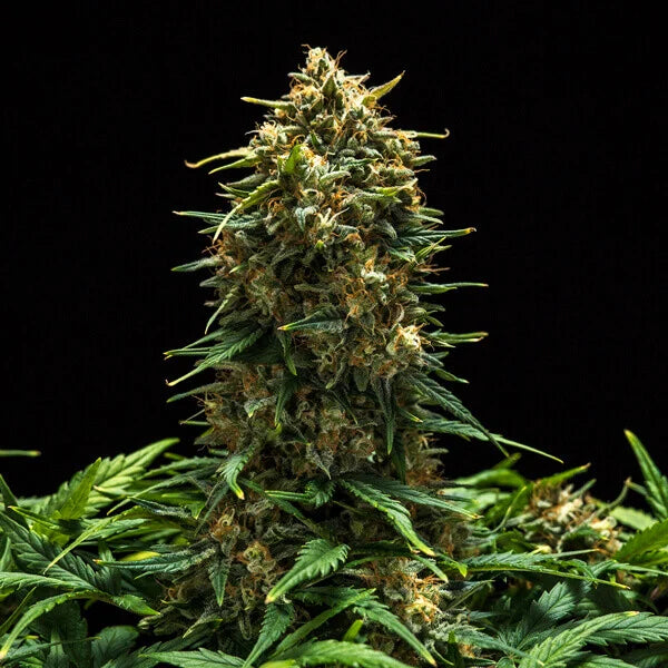 Graines Sweet Skunk Auto